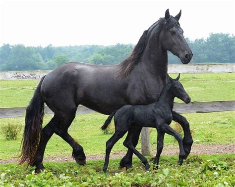 friesian mare  foal baby horses horse breeds friesian horse