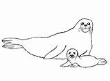 Seal Coloring Kids Pages Monk Printable Animals Preschool sketch template