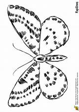 Papillon Clair Nuit Hugolescargot Thèmes Associés sketch template