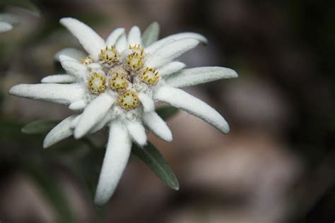edelweiss foto bild pflanzen pilze flechten blueten kleinpflanzen makro bilder auf
