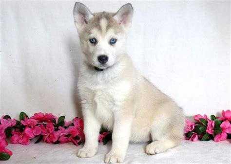 siberian husky mix puppies  sale keystone puppies