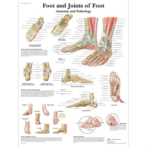 anatomical charts  posters anatomy charts foot  ankle laminated chart