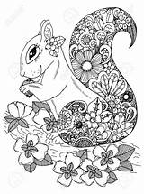 Coloring Squirrel Drawing Zentangle Flowers Mandala Adults Pages Doodle Illustration Vector Animal Adult Color Zentangl Stress Anti Children Animation Squirrels sketch template