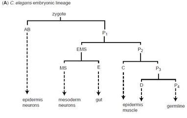 elegans  apoptosis uvm genetics genomics wiki fandom powered  wikia