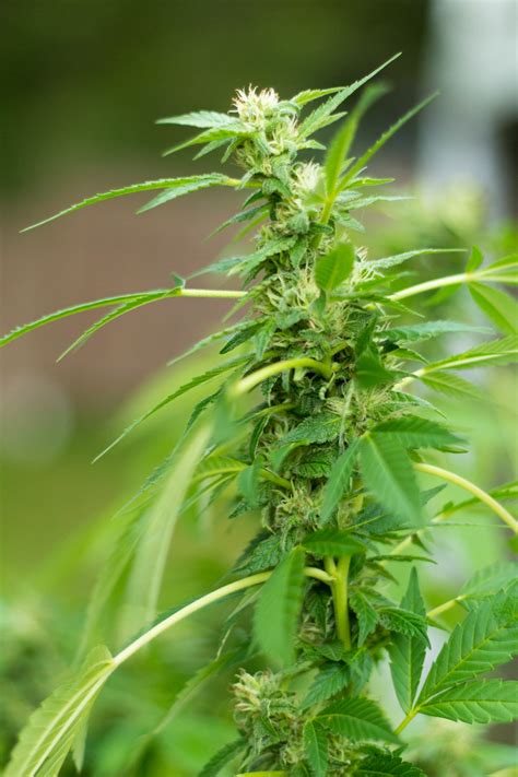 grow cannabis    grow curious cultivations