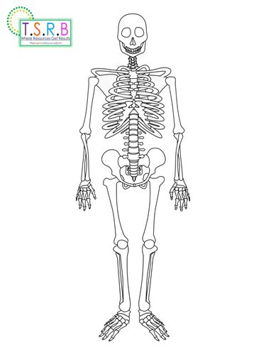 life size skeleton printable teaching resources
