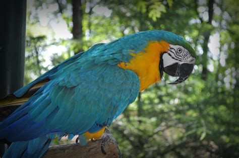 blue macaw  blackcatneko  deviantart