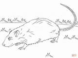 Rat Coloring Pages Cute Drawing Rodent Printable Rats Drawings Outline Getdrawings Getcolorings 1228 78kb sketch template