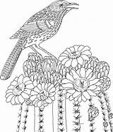 Coloring Pages Bird Hard Flowers Adult Difficult Cactus Printable Flower Wren State Birds Arizona Online Printables Gif Educational Colors Saguaro sketch template
