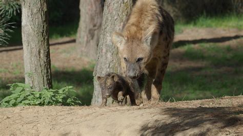twee gevlekte hyenas ter wereld gekomen  safaripark beekse bergen