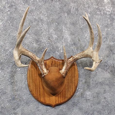 whitetail deer antler plaque   taxidermy store