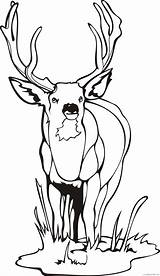 Deer Coloring4free Coloring Pages Buck Related Posts sketch template