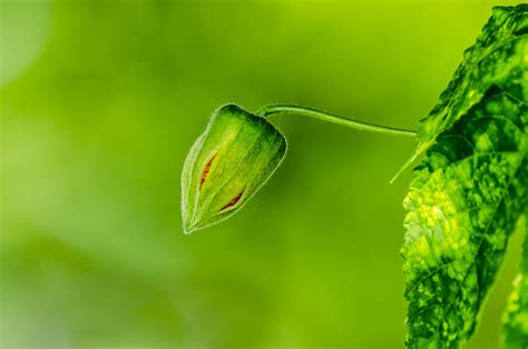 flower bud  stock photo public domain pictures