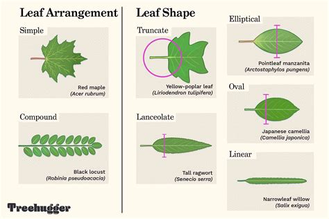 list  shapes  leaf identification sciencing  xxx hot girl