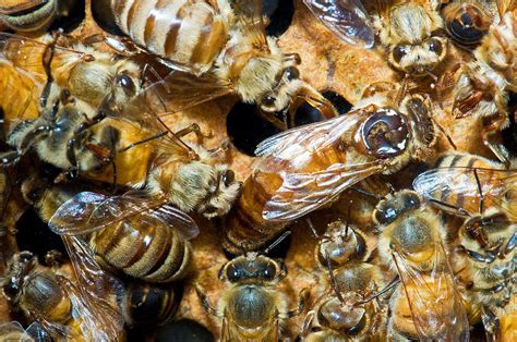 Honey Bee Queen In Hive Photograph By Millard H Sharp