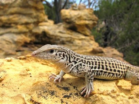 cbd  sue usfws  colorado checkered whiptail lizard  status
