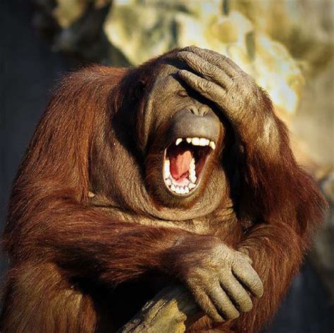 lucu  foto candid monyet  berekspresi mirip manusia dailysia