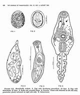Trematodes sketch template