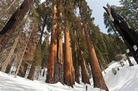 bosque de secuoyas en california estilo de viajes