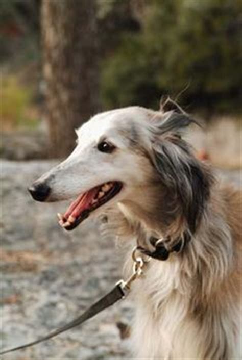 greyhound  pinterest