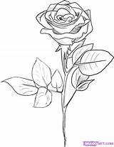 Rose Drawing Draw Stem Long Step Wookmark Getdrawings Culture Pop Flowers Sketch Dragoart sketch template