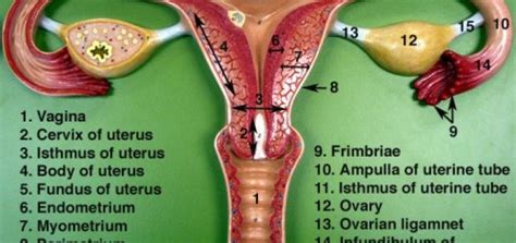 fallopian tubes function science