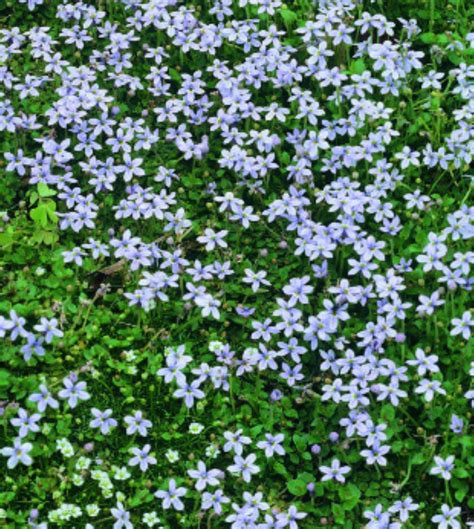 isotoma fluviatilis blaues bubikoepfchen ostend herbs garden glory