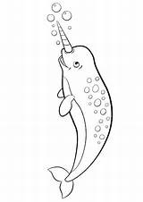 Narwhal Coloring Pages Cute Color Getcolorings Getdrawings sketch template