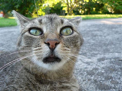 7 Feline Facial Expressions That Kill Me Every Time Catster
