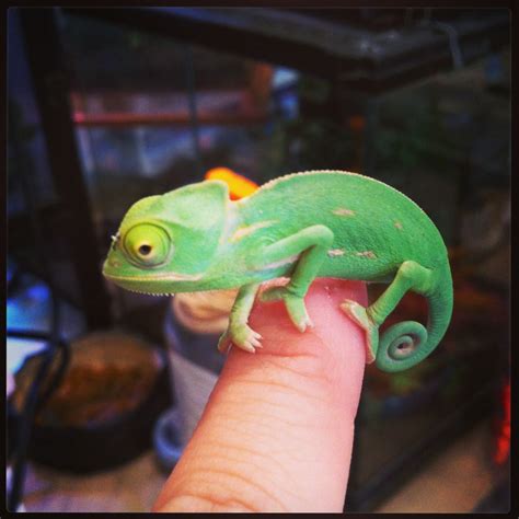 baby chameleon pet care pet spares