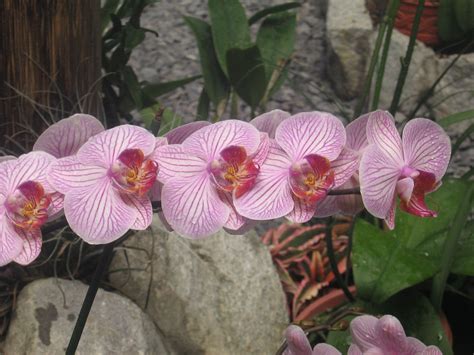 amazons orchids flores