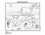 Coloring Ecosystem Ecosystems Geographic Nationalgeographic sketch template