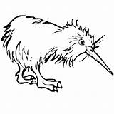 Kiwi Coloring Bird Drawing Line Pages Cliparts Animals Color Clipartbest Computer Designs Use Clipart sketch template