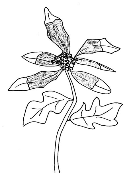 growing plants image coloring page coloring sky