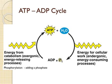leq    role  atp  cellular activities powerpoint  id