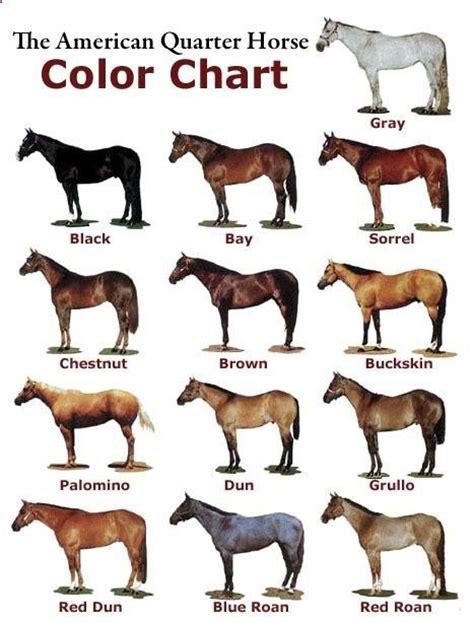 sorrel horse color  chart  shows examples