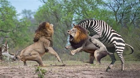 zebra  lion  compilation hunter   hunted zebra saves  newborn youtube
