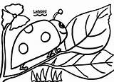 Colouring Ladybird Sheet Resources sketch template