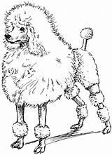 Poodle Coloring Toy Pages Printable Drawing Poodles Line Drawn Sketches Clipart Getdrawings Size Color Visit Getcolorings Library Print sketch template