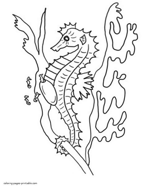 coloring pages  sea horses coloring pages printablecom