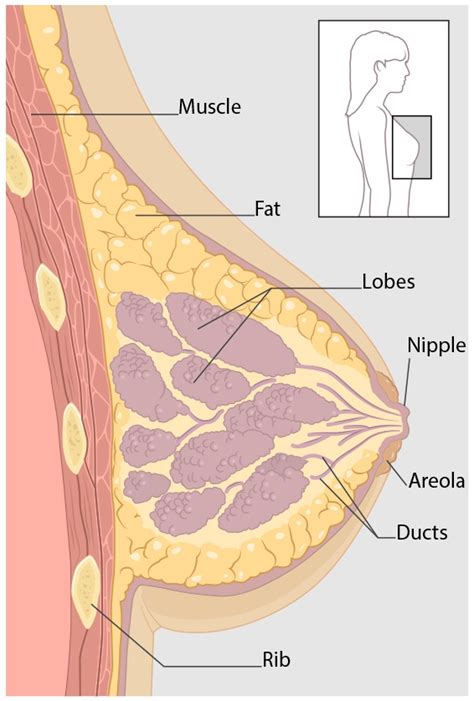 breast cancer diagram sex archive