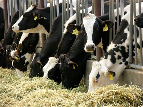 research cows milk  protect  disease florida farm bureau