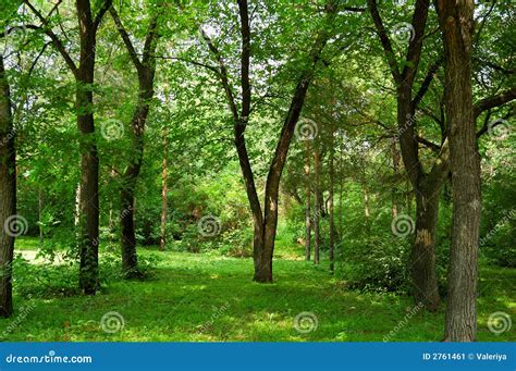groen bos stock afbeelding image  beuk stam bladeren