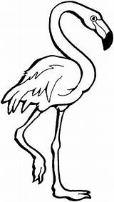 Flamingo Flamant Incroyable Topkleurplaat Kleurplaten Getdrawings Onlycoloringpages sketch template