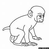 Monkey Coloring Pages Baby Drawing Spider Printable Print Realistic Thecolor Real Online Getdrawings sketch template