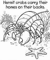 Hermit Carle Graders Preschool Crabs Coloringhome Azcoloring sketch template