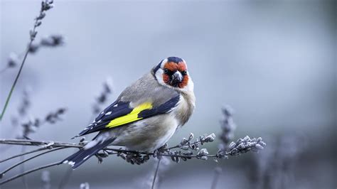 goldfinch wallpapers pictures images