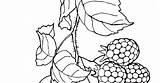 Himbeere Malvorlage Beeren Fruits sketch template