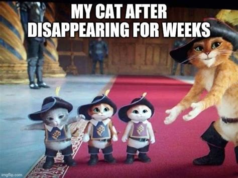 Cat Lovers Rejoice We Ve Got The Purrrrfect Memes For You