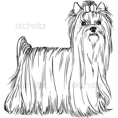 akc yorkshire terrier standing coloring pages pinterest yorkshire